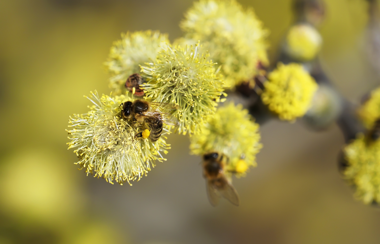 Die Pollensammler