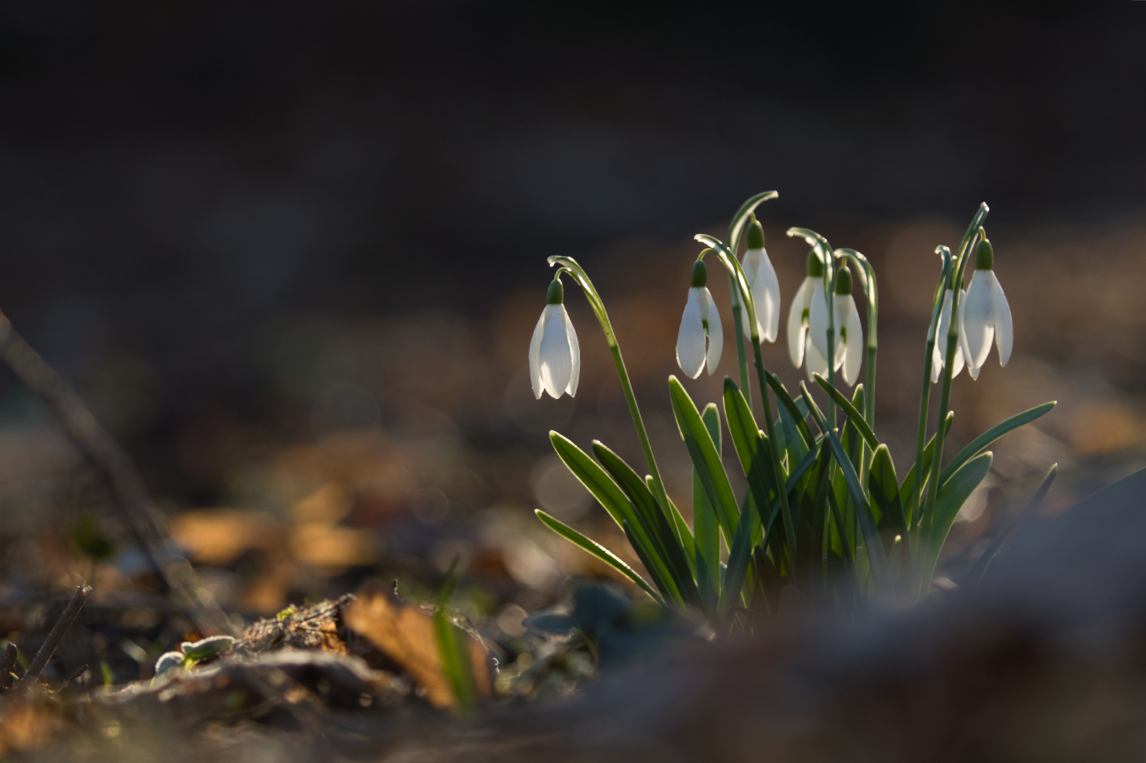 Frühling in Herbststimmung