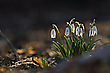 Frühling in Herbststimmung