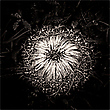 Silberdistel