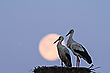 Supermoon