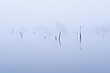 ___Nebelmorgen_______