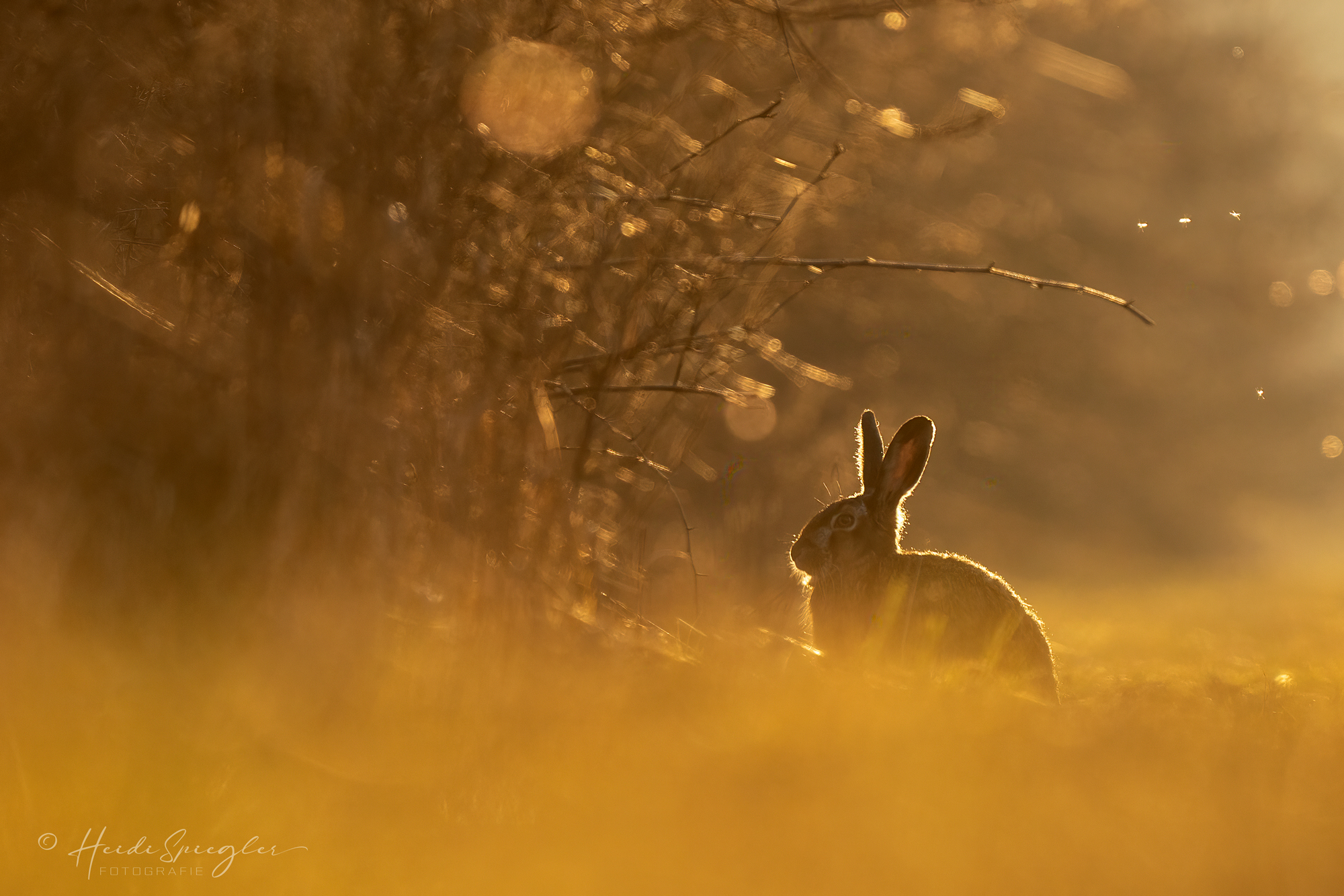 Goldener Abend