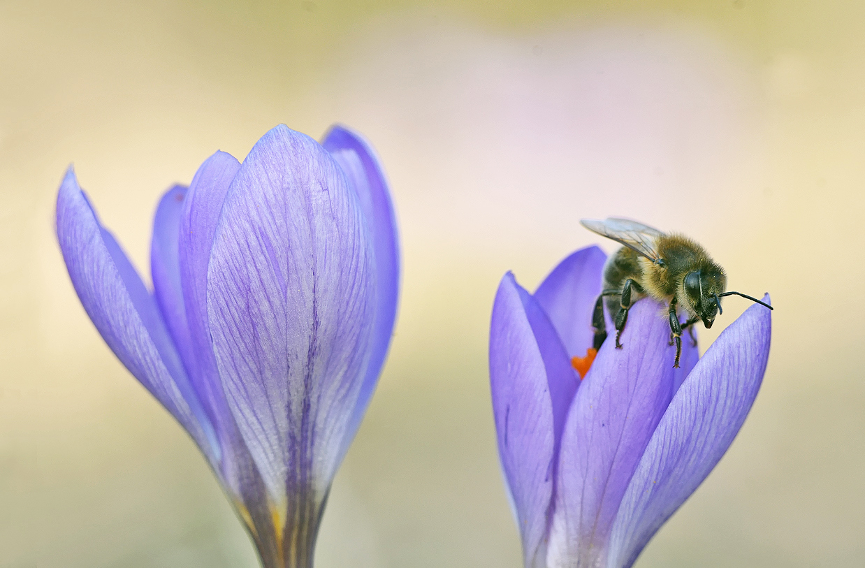 Frühling II