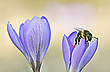 Frühling II