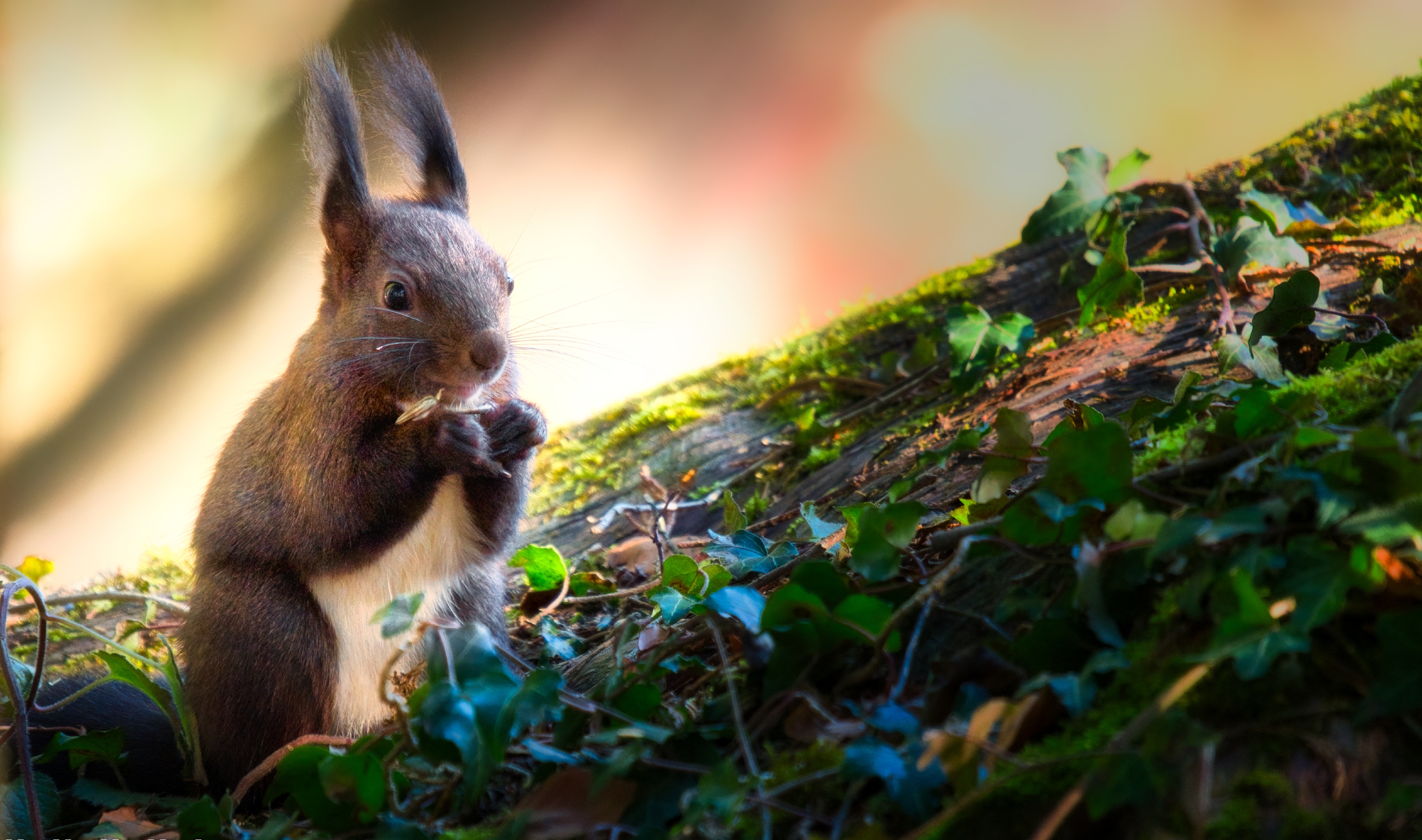 Eichhörnchen beim Frühstück