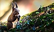 Eichhörnchen beim Frühstück