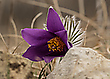 Küchenschelle, Einzelblüte