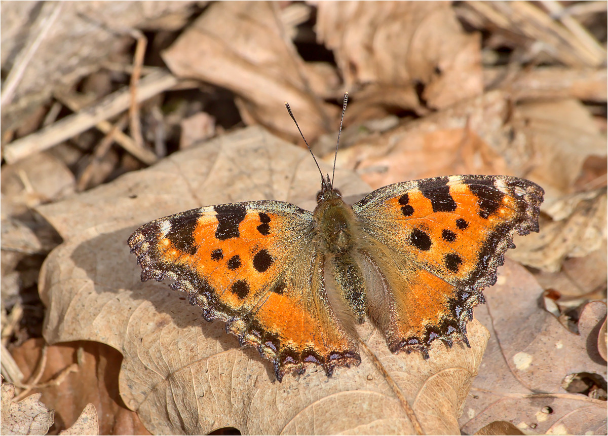 Großer Fuchs (Nymphalis polychloros)