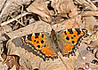 Großer Fuchs (Nymphalis polychloros)