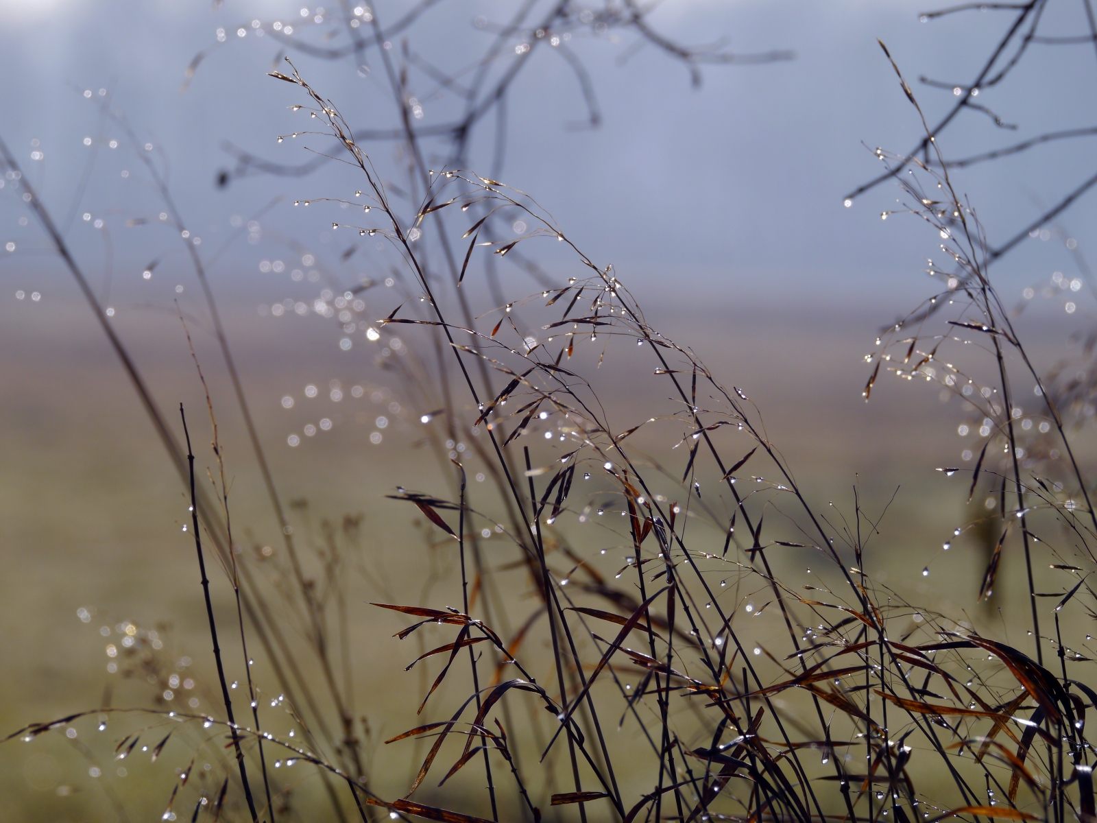 Wenn der Nebel .....