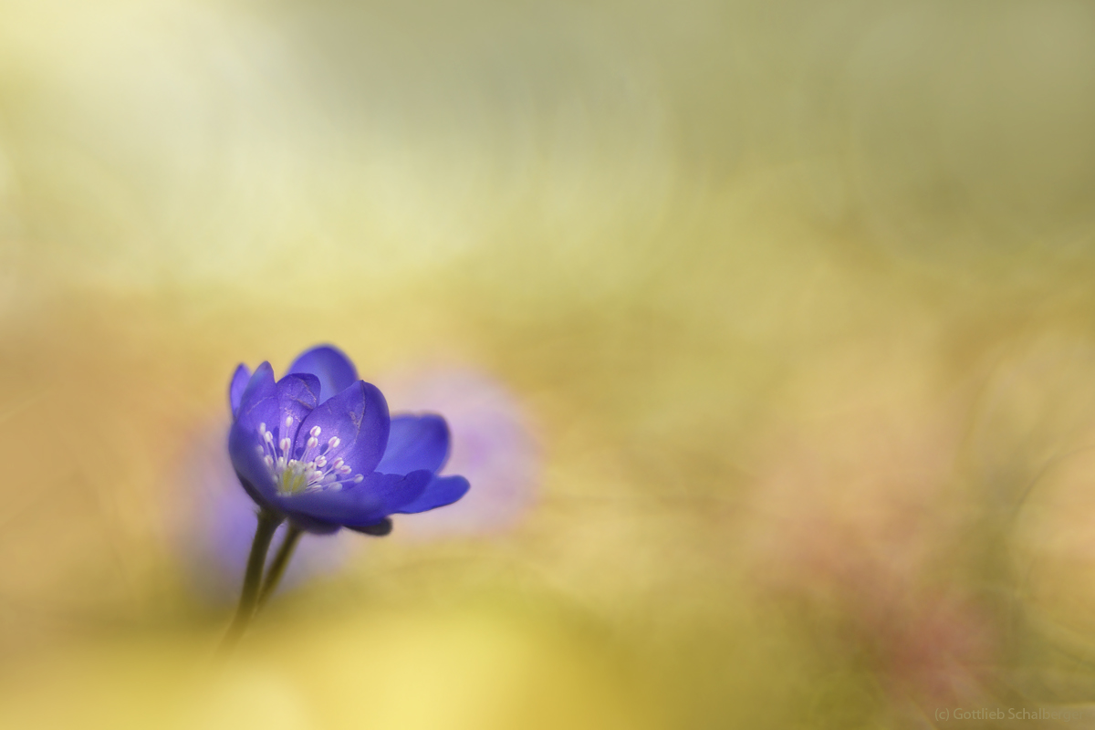 Hepatica nobilis