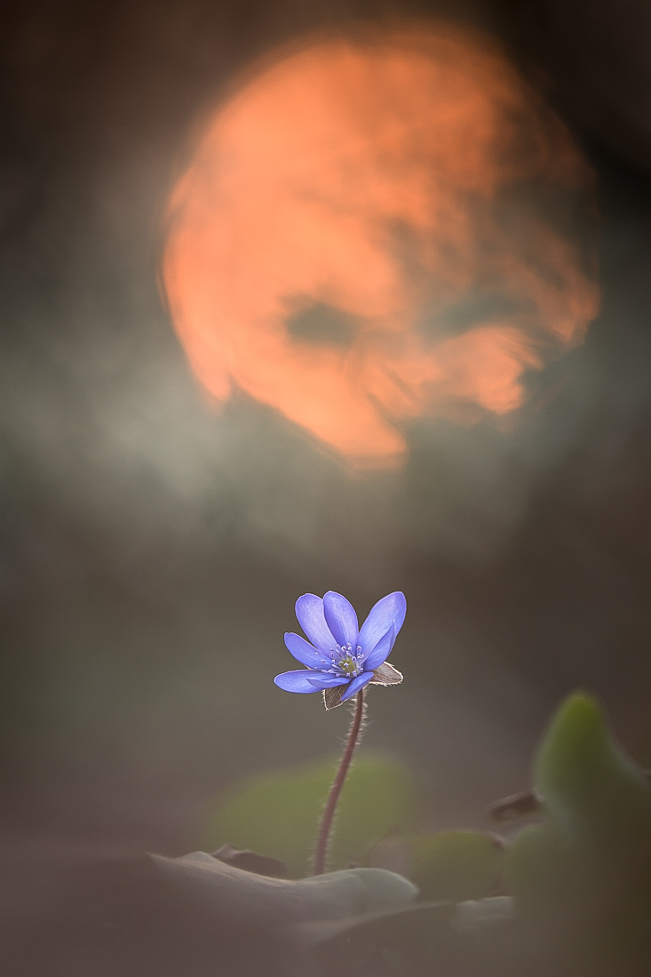Ein Leberblümchen
