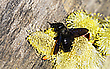 Ein schwarzer Brummer