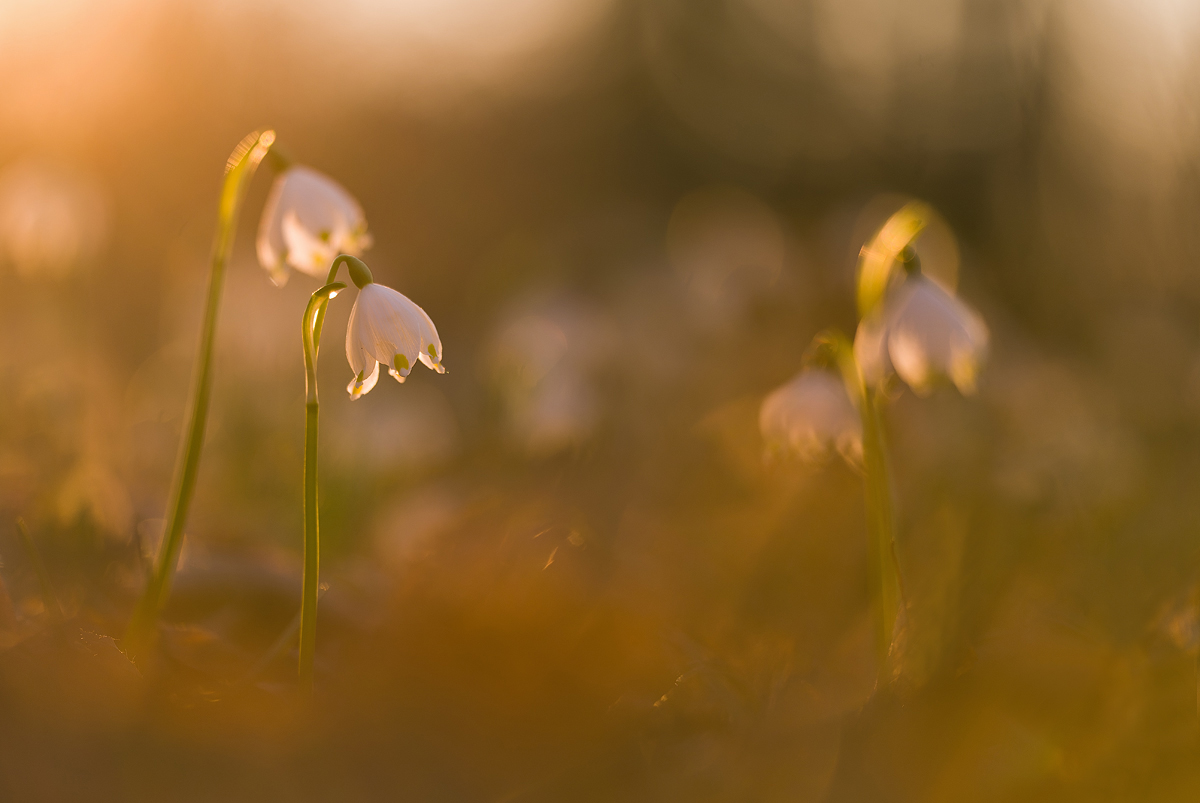 Frühling - III