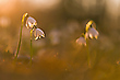 Frühling - III