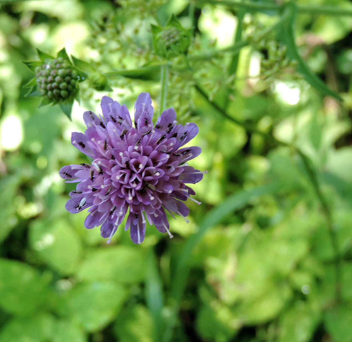 Kleine Blume mit Insekten