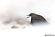 Wasseramsel