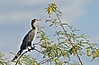 Riedscharbe