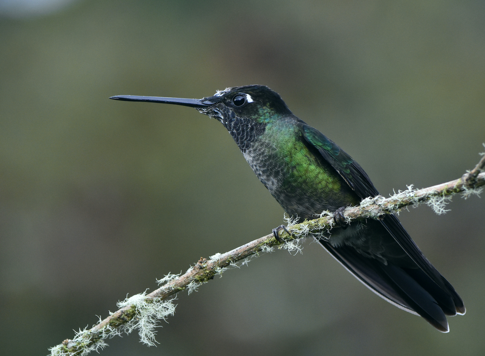 Kolibri - einfach ein schöner Vogel