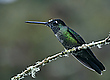 Kolibri - einfach ein schöner Vogel