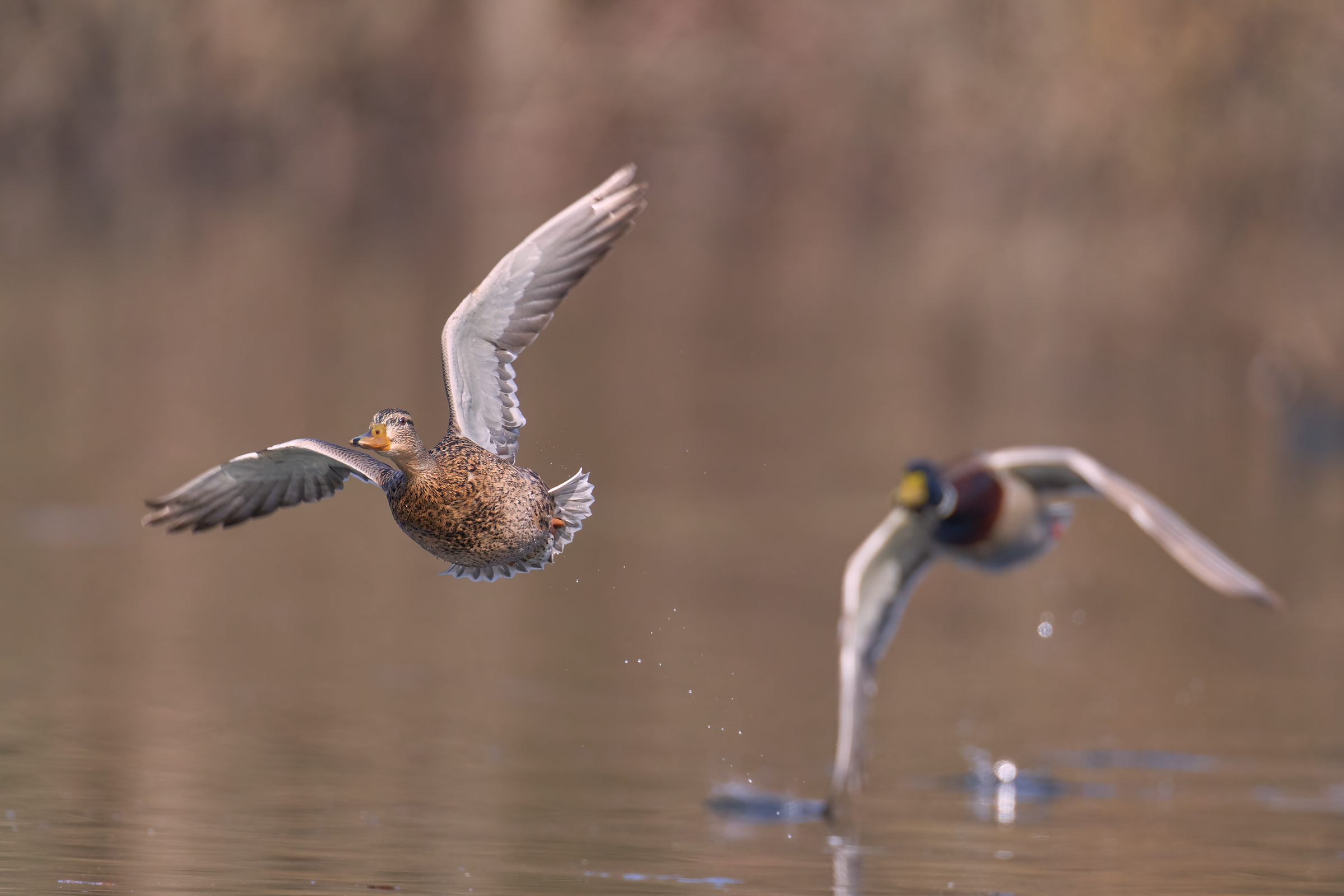 Entenjagd Hintergrundbild