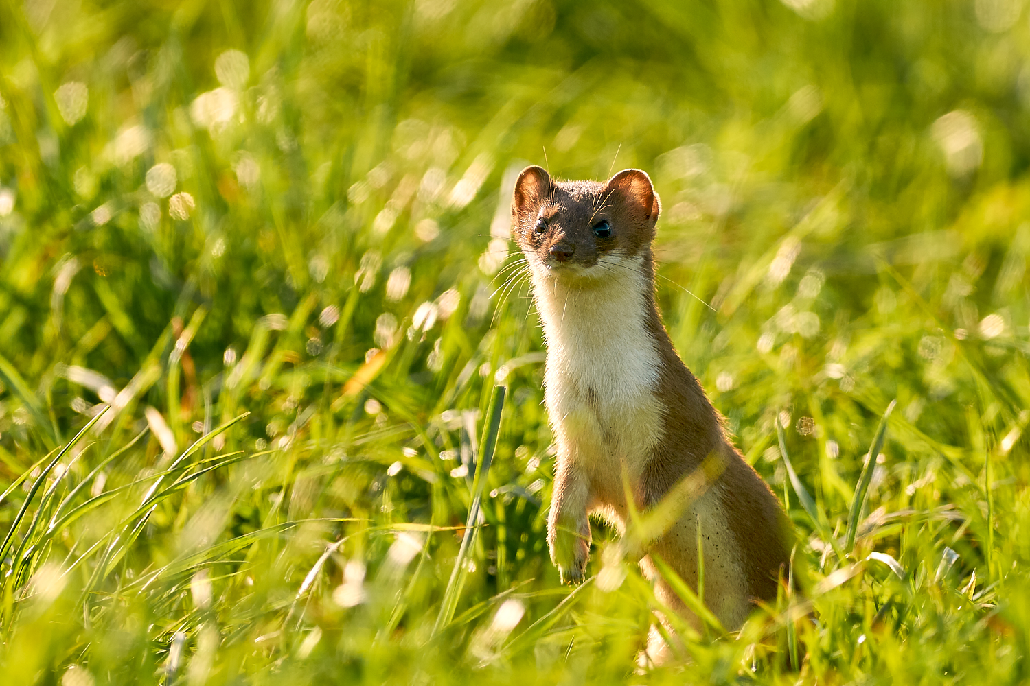 Hermelin (Forum für Naturfotografen)