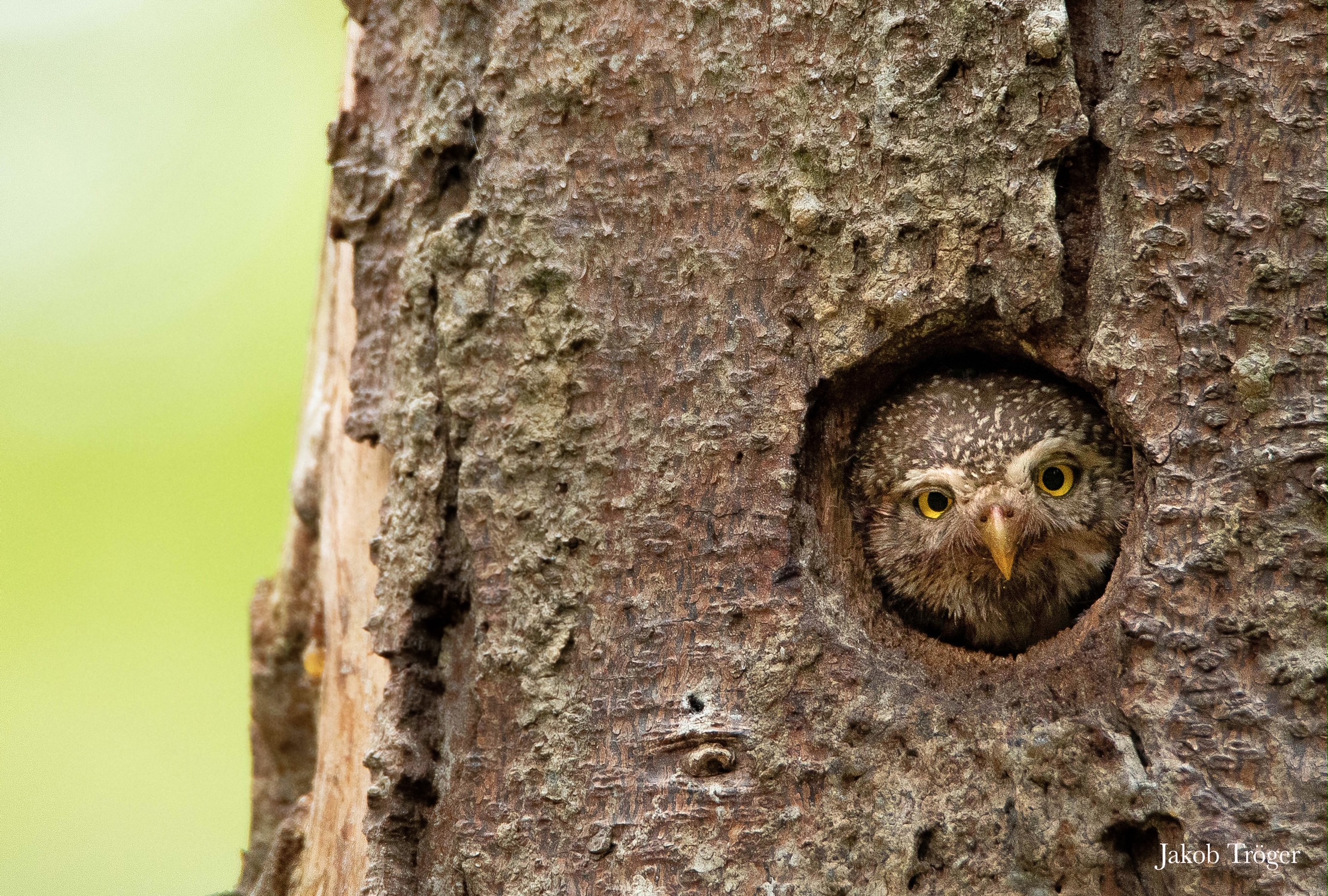 Was guckst du?