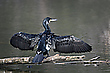 Kormoran