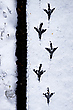 ~ Spuren im Schnee ~