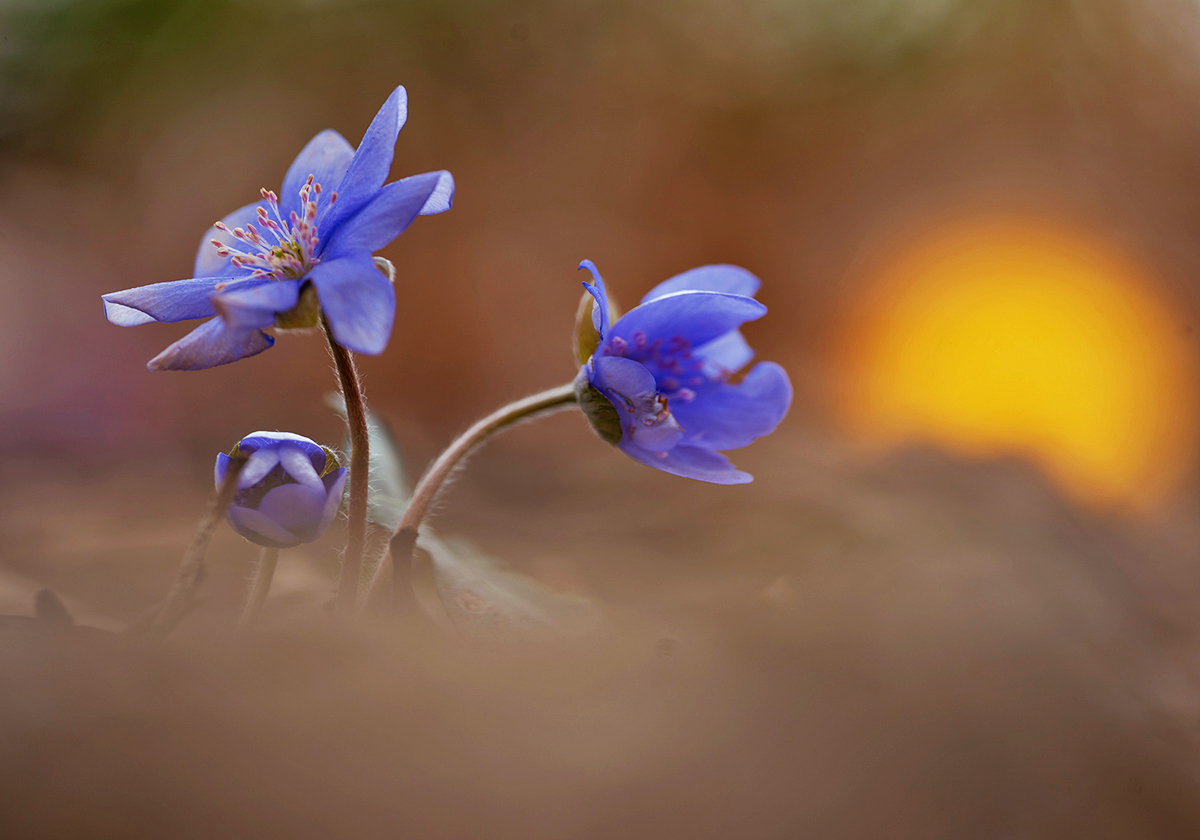 Bei den Leberblümchen