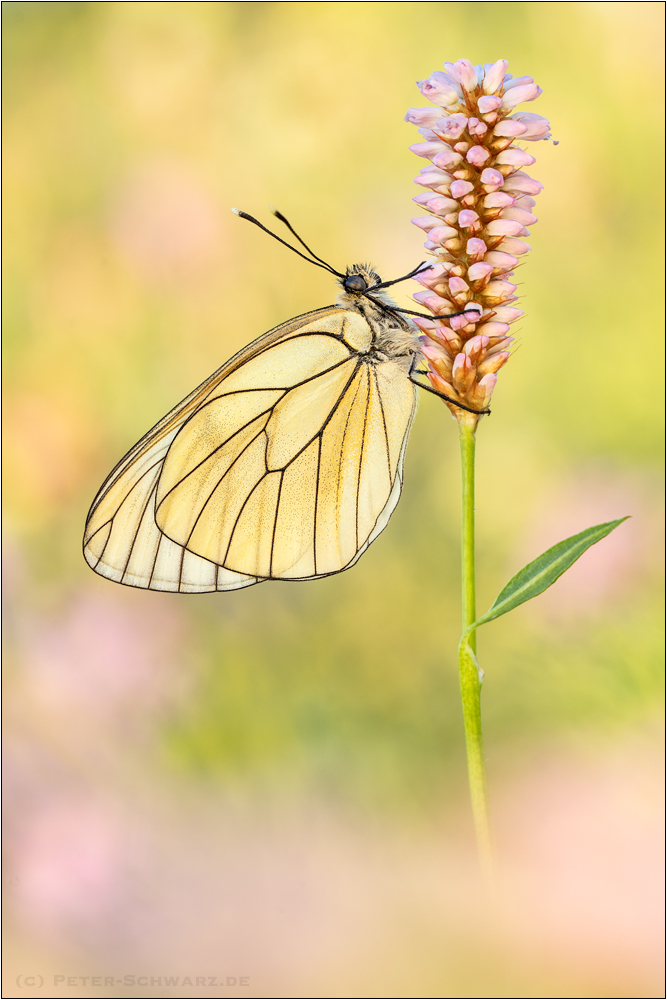 Baumweißling (Aporia crataegi)