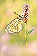 Baumweißling (Aporia crataegi)