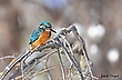 Eisvogel