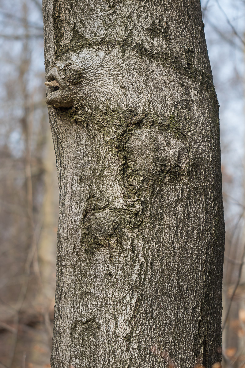 Der Fantasiebaum