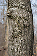 Der Fantasiebaum