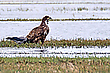 Seeadler