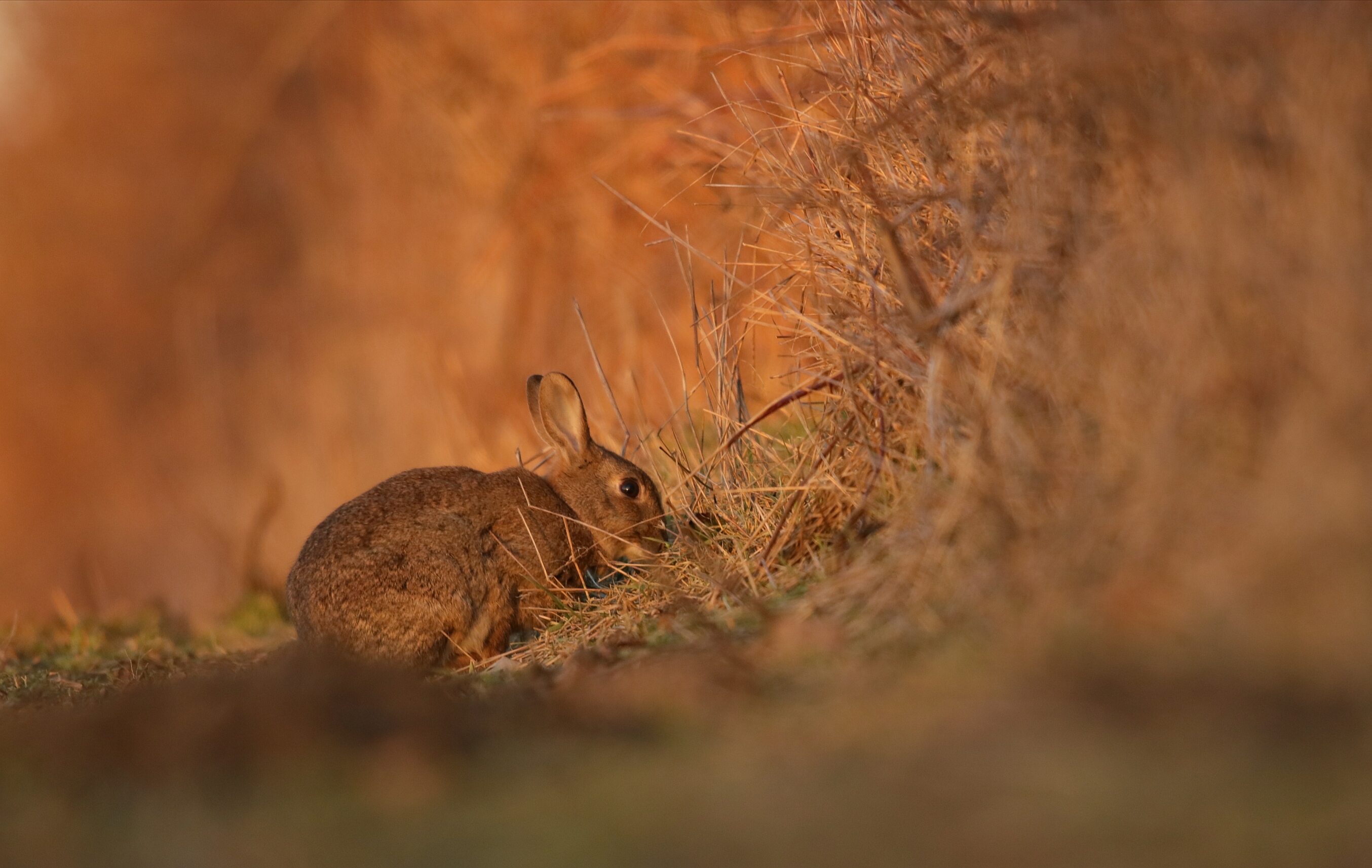 Wildkaninchen im Sonnenuntergang