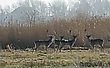 Perücke