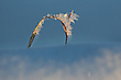 winterlicher Torbogen
