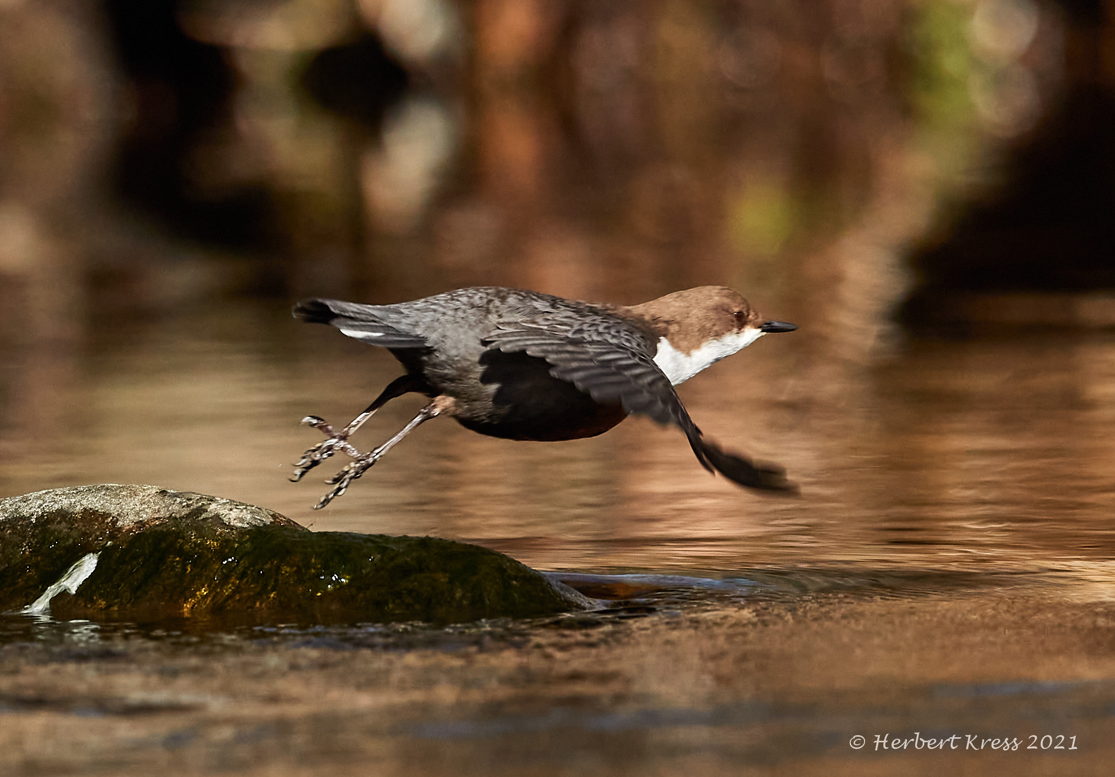 Wasseramsel