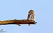 Müder Krieger (Sperlingskauz)