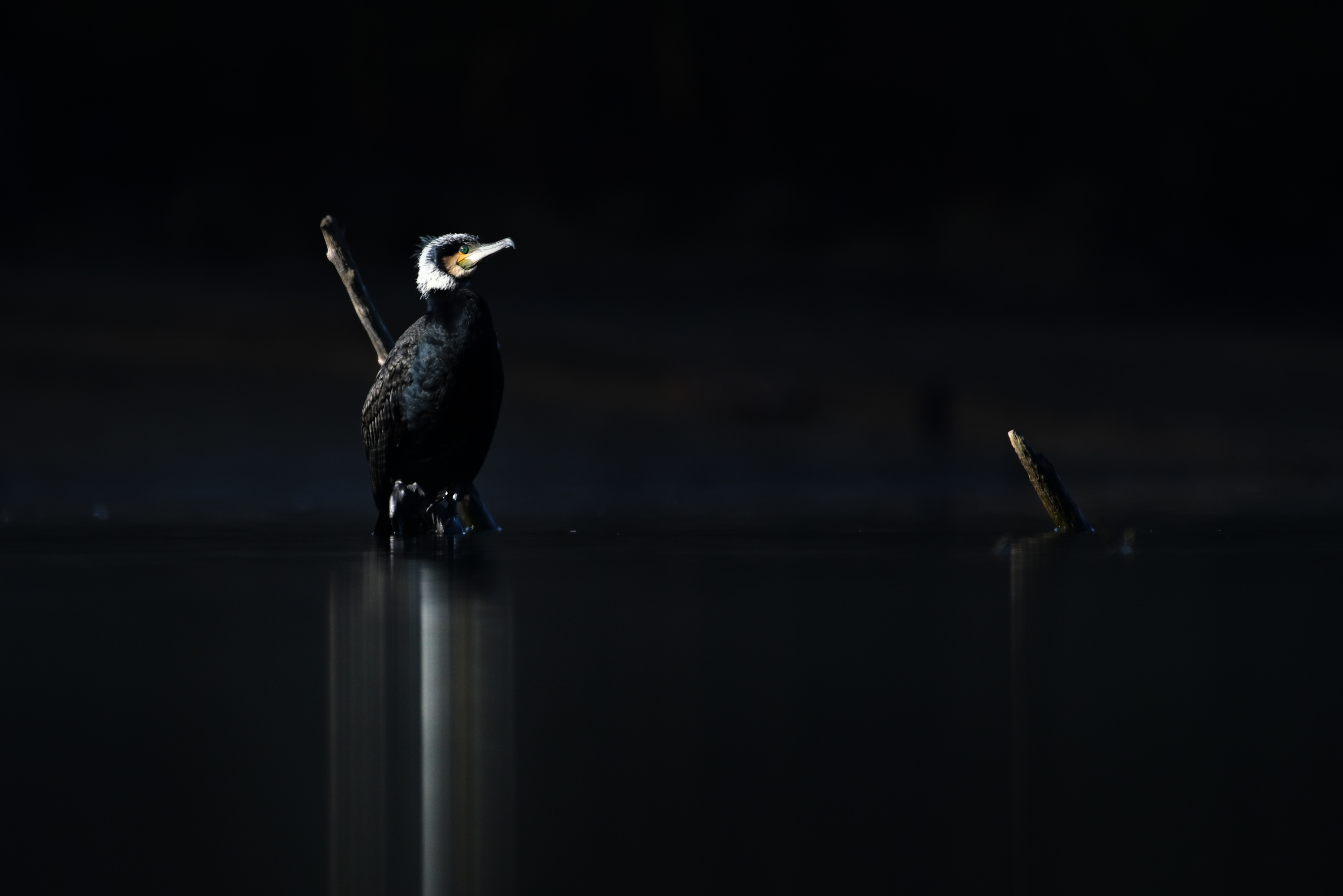 Spotlight on
