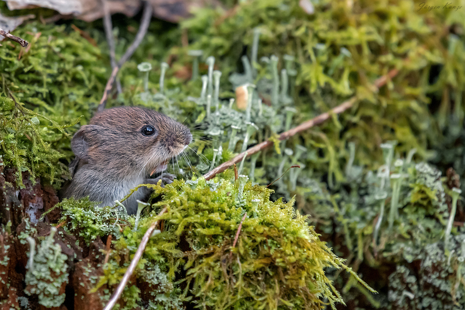 Kleine "Drogenmaus" II