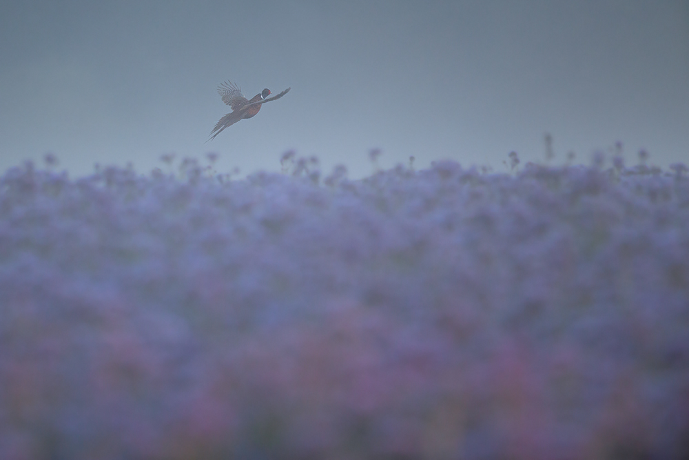 Bienenfreund