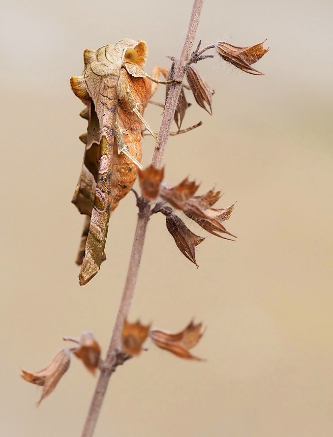 Achateule Seitenansicht