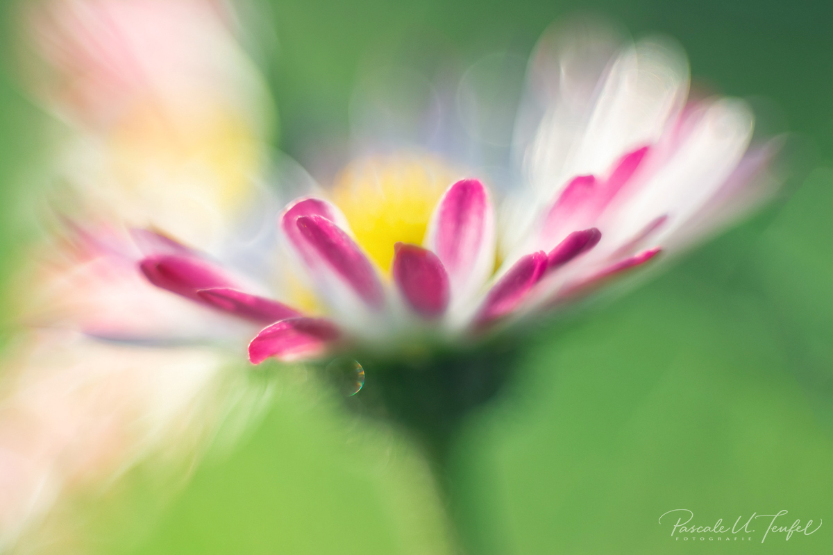Gänseblümchen Experiment 3