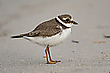 Sandregenpfeiffer