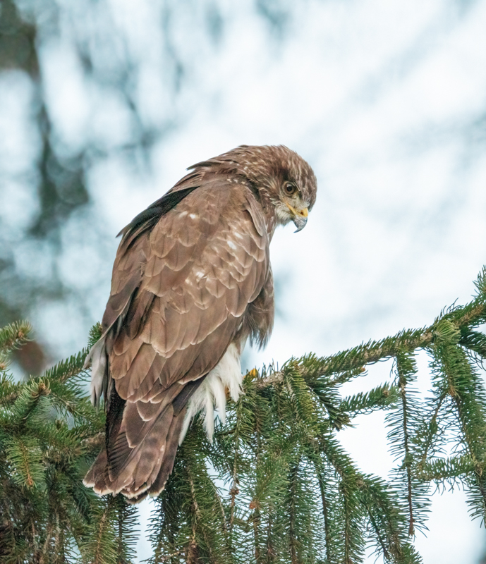 Mäusebussard - mein erstes Bild im Forum