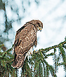 Mäusebussard - mein erstes Bild im Forum